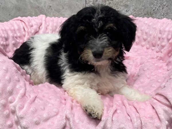 F1B Mini Goldendoodle DOG Female Black & White 5885 Petland San Antonio, TX