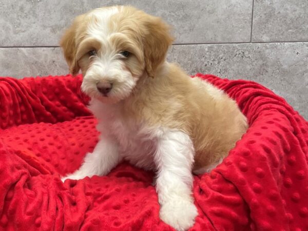 F1B Mini Goldendoodle-DOG-Male-Gold & White-8894-Petland San Antonio, TX