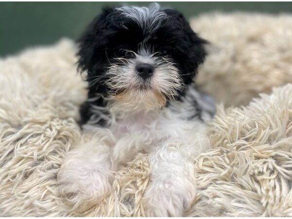 Malshi DOG Male Black & White 8856 Petland San Antonio, TX