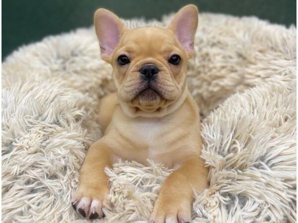 French Bulldog DOG Female Cream 8870 Petland San Antonio, TX