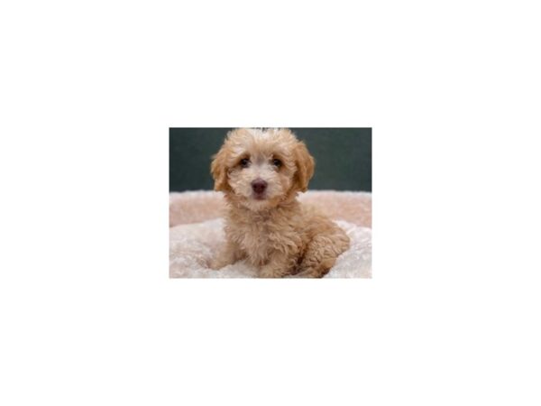 Miniature Goldendoodle-DOG-Male-Golden-8871-Petland San Antonio, TX