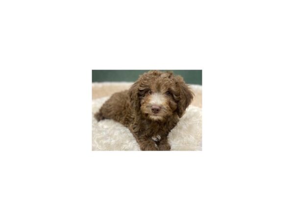 Miniature Goldendoodle-DOG-Male-Golden-8872-Petland San Antonio, TX