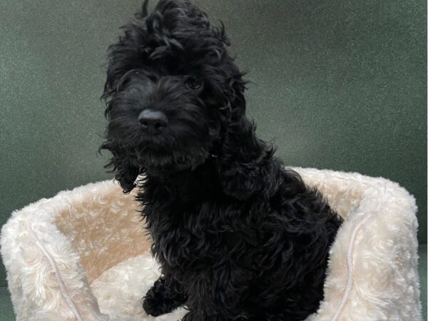 Cockapoo-DOG-Female-Black-8800-Petland San Antonio, TX
