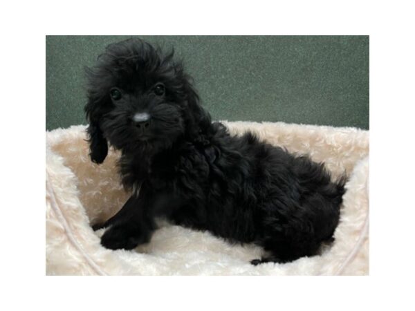Cockapoo-DOG-Female-Black & White-8801-Petland San Antonio, TX