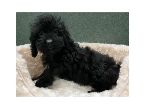 Cockapoo DOG Female Black & White 8801 Petland San Antonio, TX