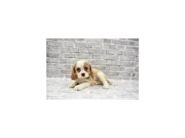Cavalier King Charles Spaniel-DOG-Female-Blenheim-5742-Petland San Antonio, TX