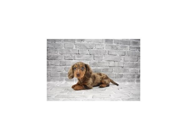 Dachshund DOG Female Chocolate Dapple 5743 Petland San Antonio, TX