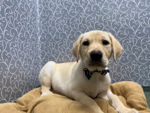 Labrador Retriever DOG Male ylw 5746 Petland San Antonio, TX