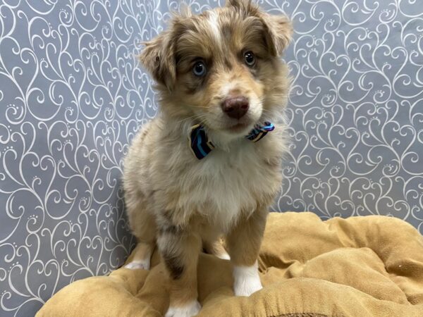 Miniature Australian Shepherd-DOG-Male-rd mrl, wh & tn mkgs-5747-Petland San Antonio, TX