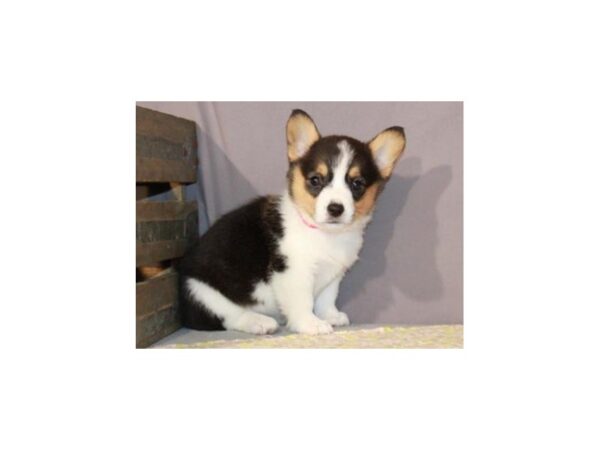 Pembroke Welsh Corgi-DOG-Female-Black White & Tan-8877-Petland San Antonio, TX