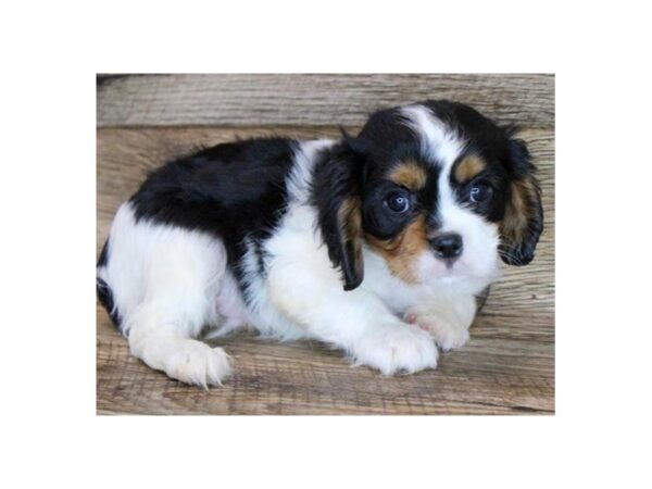 Cavalier King Charles Spaniel DOG Male Black Tan & White 8879 Petland San Antonio, TX