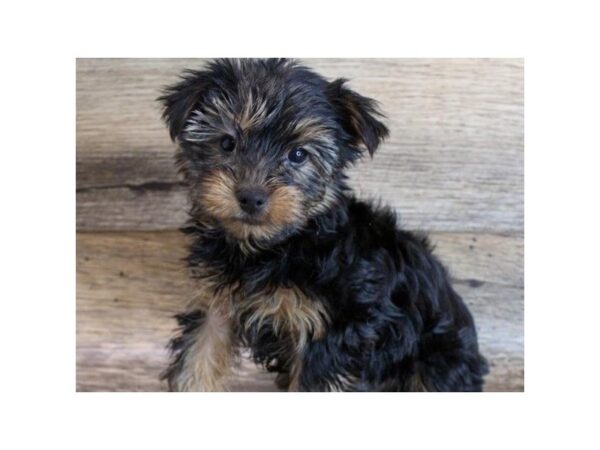 Yorkshire Terrier-DOG-Male-Black & Tan-8878-Petland San Antonio, TX