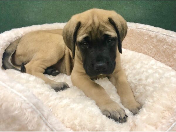 English Mastiff DOG Male Fawn 8882 Petland San Antonio, TX