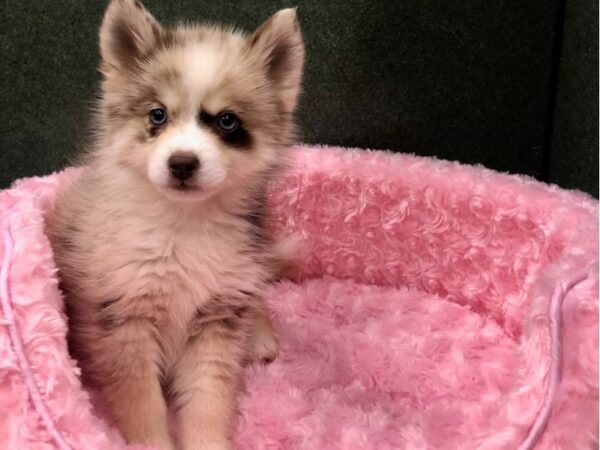 Pomsky DOG Female Chocolate Merle 8874 Petland San Antonio, TX