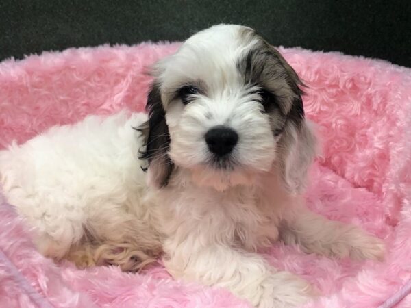 Cockachon-DOG-Female-White & Sable-8884-Petland San Antonio, TX