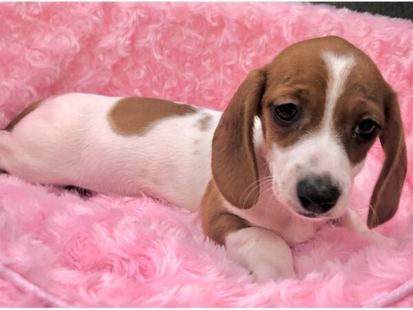 Dachshund DOG Female Red Piebald 8888 Petland San Antonio, TX