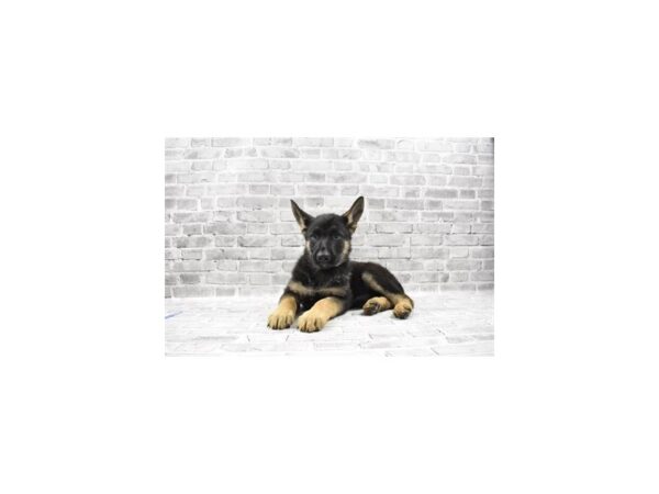 German Shepherd DOG Male Black and Tan 5751 Petland San Antonio, TX