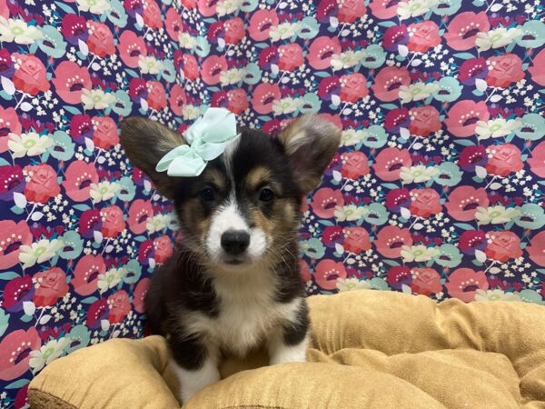 Pembroke Welsh Corgi-DOG-Female-blk & tn, wh mkgs-5753-Petland San Antonio, TX
