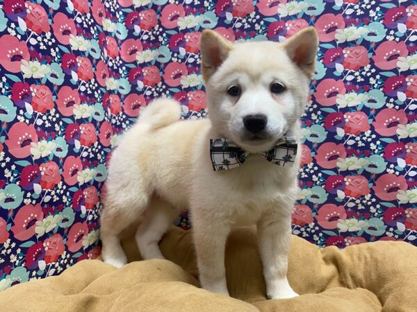 Shiba Inu-DOG-Male-cr-5754-Petland San Antonio, TX