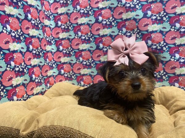 Yorkshire Terrier-DOG-Female-blk & tn-5755-Petland San Antonio, TX