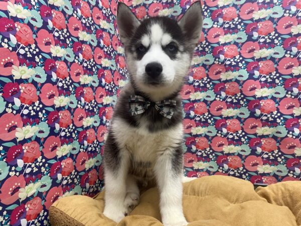 Siberian Husky-DOG-Male-blk & wh-5756-Petland San Antonio, TX