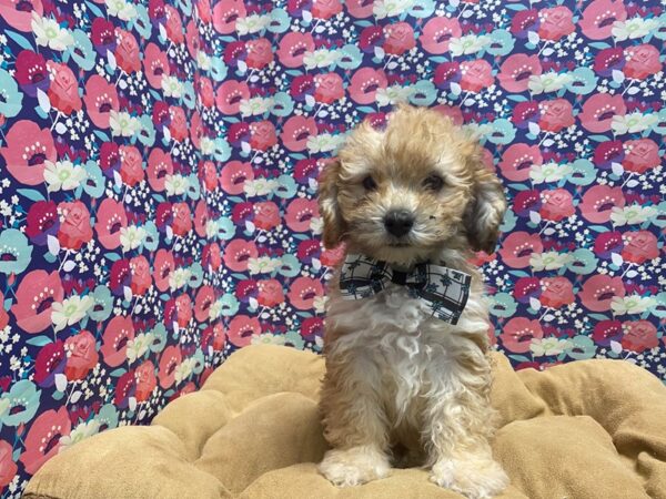 Lhasapoo DOG Male apct 5757 Petland San Antonio, TX