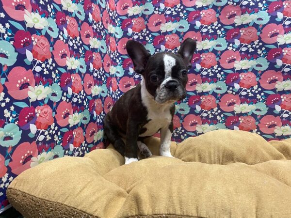 Boston Terrier DOG Female blk & wh 5758 Petland San Antonio, TX