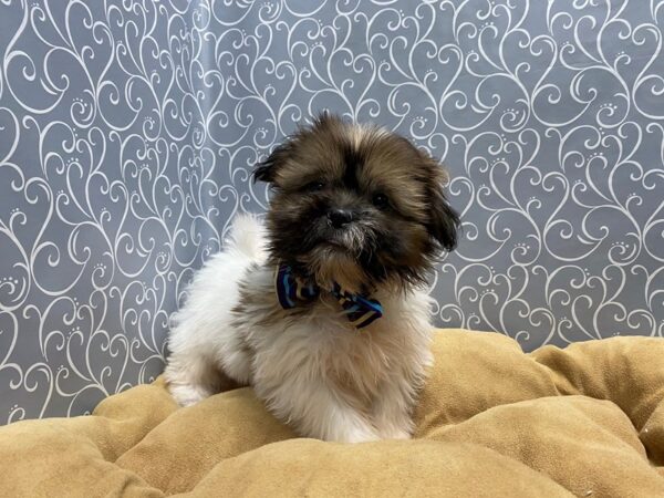 Shih Tzu-DOG-Male-rd & wh-5748-Petland San Antonio, TX