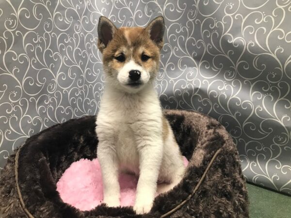 Shiba Inu-DOG-Male-rd sesme, pnto-5760-Petland San Antonio, TX