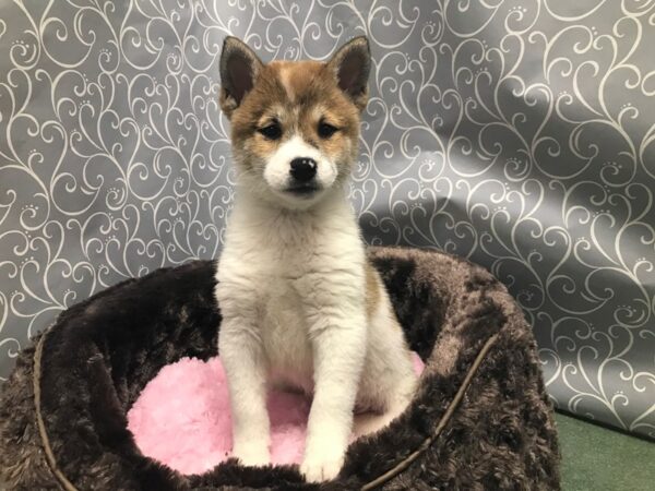 Shiba Inu DOG Male rd sesme, pnto 5760 Petland San Antonio, TX