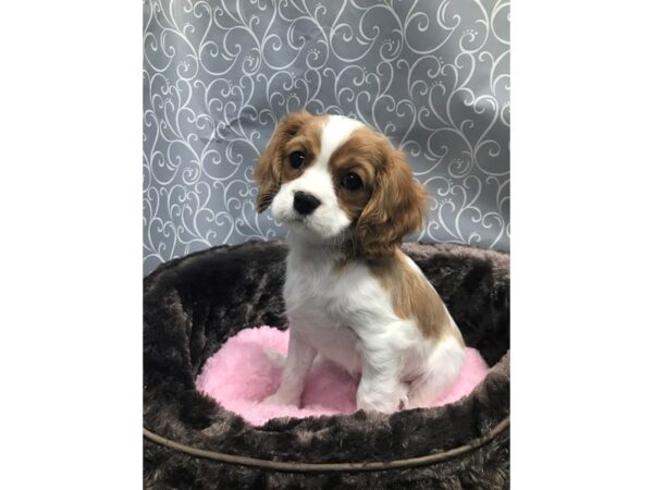 Cavalier King Charles Spaniel DOG Male bhein & wh 5761 Petland San Antonio, TX