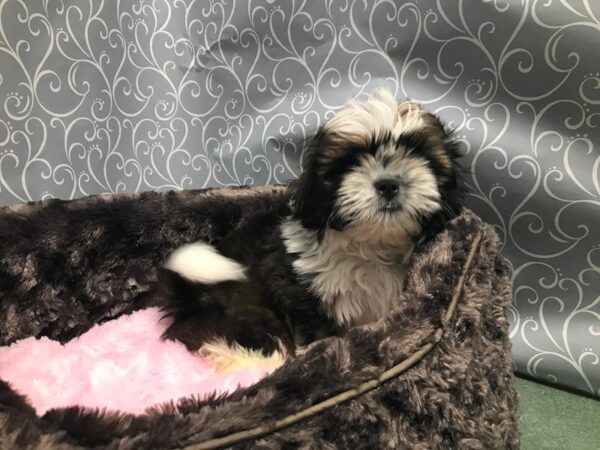 Shih Tzu-DOG-Male-rd & wh-5764-Petland San Antonio, TX