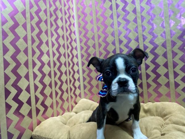 Boston Terrier DOG Male Brindle and White 5717 Petland San Antonio, TX