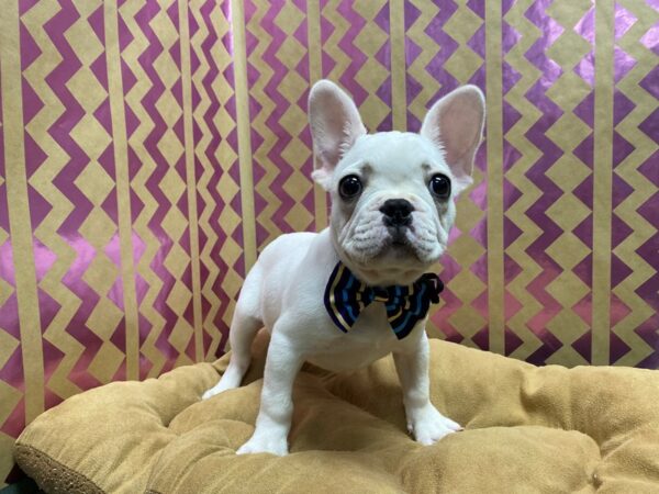 French Bulldog-DOG-Male-White-5750-Petland San Antonio, TX