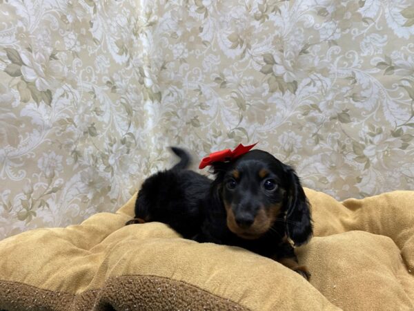 Dachshund DOG Female blk & tn 5777 Petland San Antonio, TX