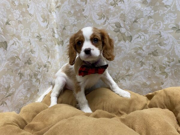 Cavalier King Charles Spaniel-DOG-Male-bheim & wh-5778-Petland San Antonio, TX