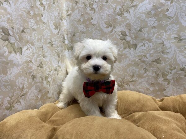 Maltese-DOG-Male-wh, blk pts-5779-Petland San Antonio, TX