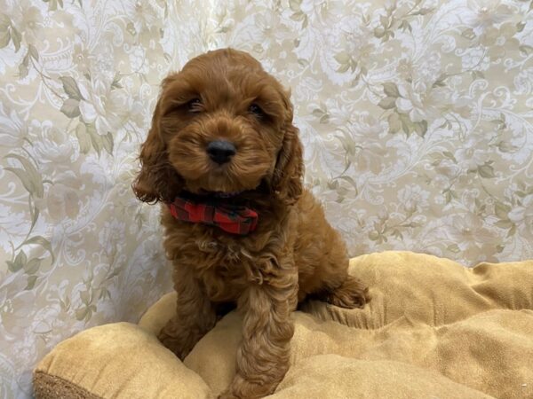 Cockapoo-DOG-Male-red-5781-Petland San Antonio, TX
