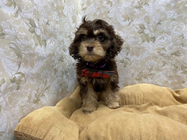 Cocka Poo-DOG-Male-choc & tn-5782-Petland San Antonio, TX