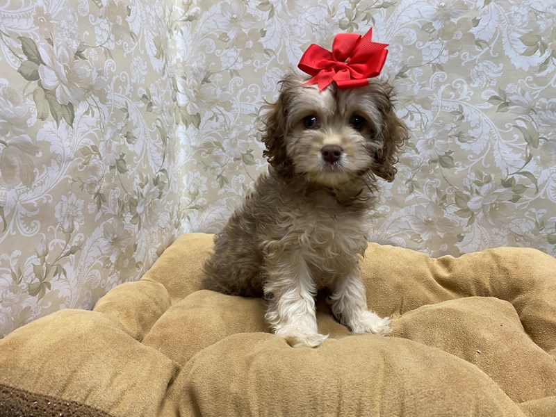Cockapoo Petco Cockapoo Puppy tn & blk ID:5783 Located at Petland San Antonio, TX