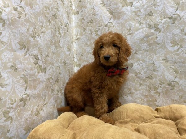 Miniature Goldendoodle-DOG-Male-red-5784-Petland San Antonio, TX