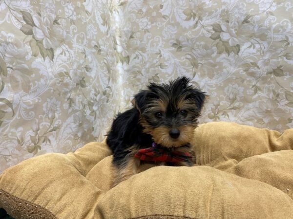 Yorkshire Terrier-DOG-Male-blk & tn-5787-Petland San Antonio, TX