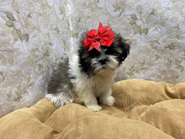Shih Tzu-DOG-Female-blk & wh parti-5788-Petland San Antonio, TX