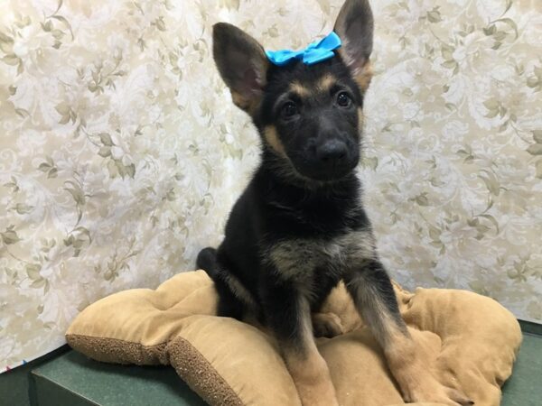 German Shepherd DOG Female blk & tn 5794 Petland San Antonio, TX