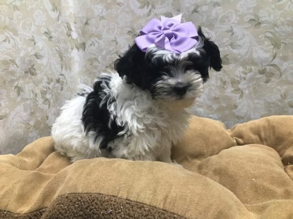 Shipoo DOG Female blk & wh 5797 Petland San Antonio, TX