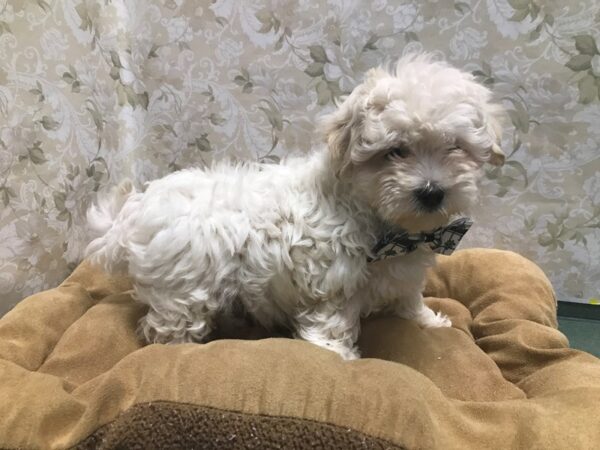 Shipoo-DOG-Male-cr-5798-Petland San Antonio, TX