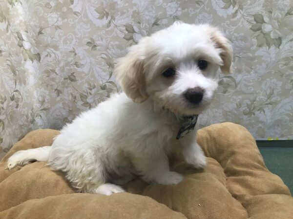 Havanese-DOG-Male-wh-5800-Petland San Antonio, TX