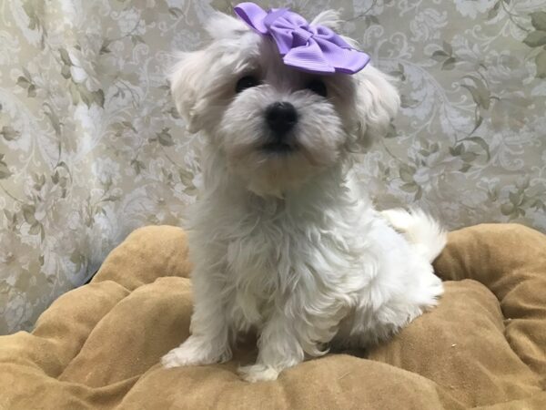 Havanese-DOG-Female-wh-5802-Petland San Antonio, TX
