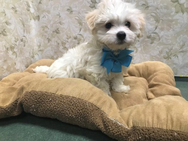 Havanese-DOG-Male-wh-5803-Petland San Antonio, TX