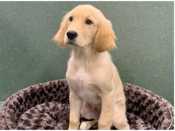 Golden Retriever-DOG-Female-Golden-5827-Petland San Antonio, TX